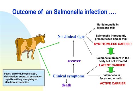 Salmonella Infection Diagnosis at Beatrice Goodwin blog