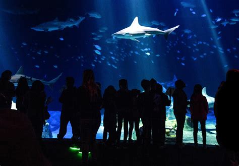 About Our Park - New York Aquarium