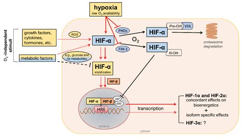 Redox Regulation of Hypoxia-Inducible Factors | Encyclopedia MDPI