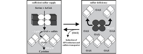 Regulation of cysteine synthesis flux through the cysteine synthase ...