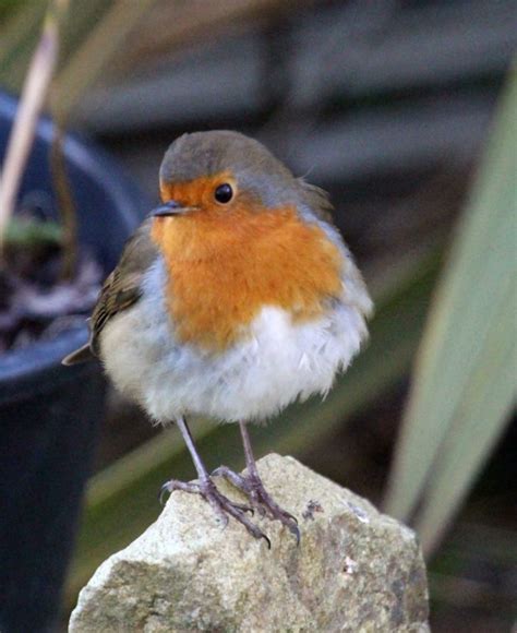 Robin or Bullfinch for Christmas? - Irish Garden Birds