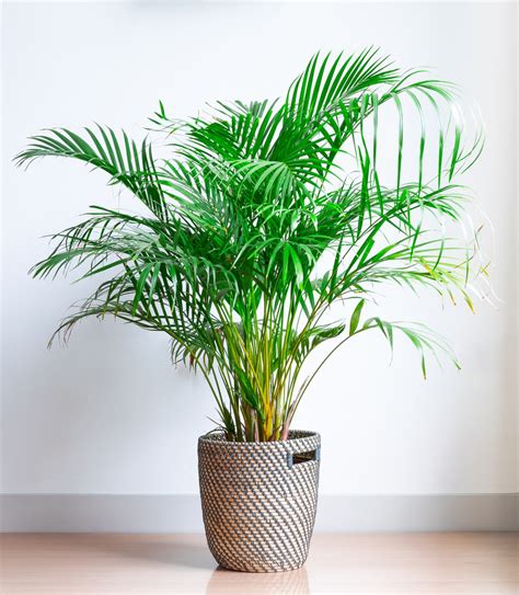 How to Grow and Care for the Majestic Areca Palm