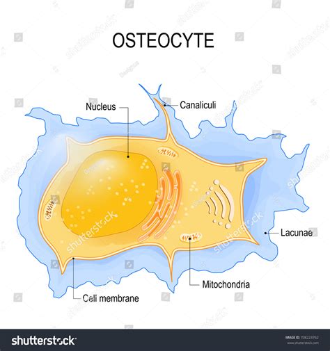 Osteocyte Structure Bone Cell Vector Diagram Stock Vector (Royalty Free) 708223762 | Shutterstock