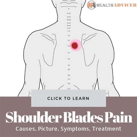 Shoulder Blade Diagram