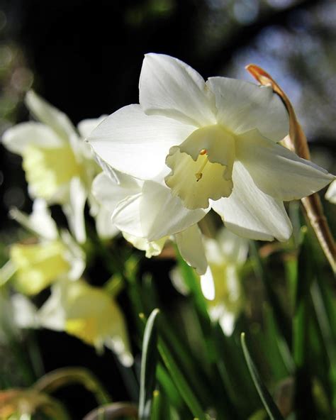 White daffodils Photograph by Western Exposure - Fine Art America