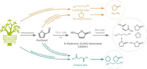 Illustration showing C4 chemical synthesis pathway through ...