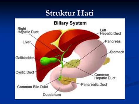 Gambar Struktur Hati Manusia – denah