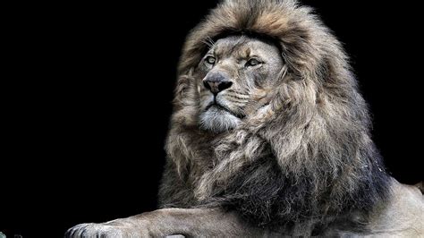 Res: 1920x1080, Lion Angry Face Wallpaper HD | Lion wallpaper, Lion hd wallpaper, Animal wallpaper