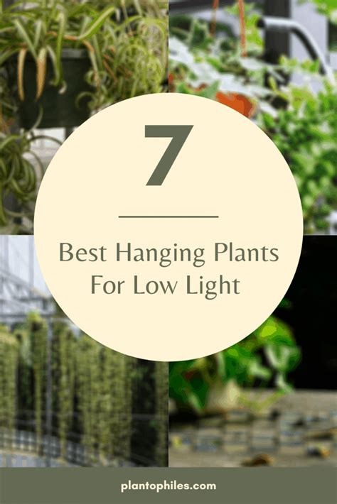 The 7 Best Hanging Plants for Low Light Environments