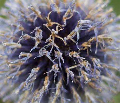 Close Up of Echinops in Autumn Showing Seeds Ready To Scatter Stock ...