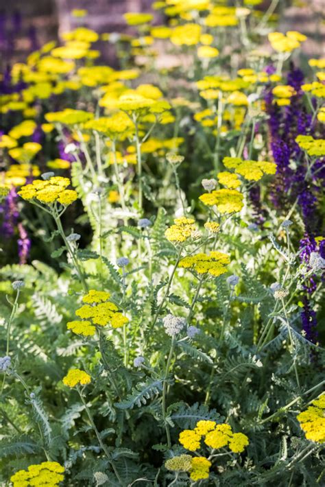 How to Grow and Care for Achillea - Yarrow