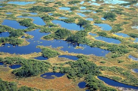 Hudson Bay Lowlands Boreal Forest Biodiversity Hudson amp James Bay ...