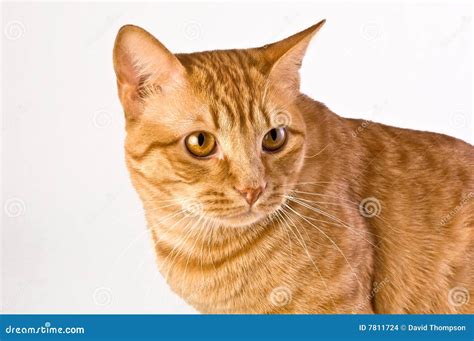 Orange tabby cat stock photo. Image of striped, friendship - 7811724