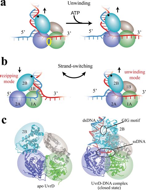 Free-energy simulations reveal molecular mechanism for functional ...