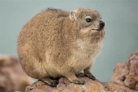 15 Animals Similar to Groundhogs - NatureNibble