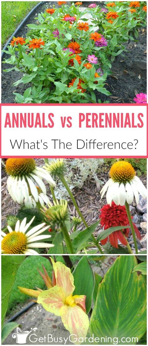 Annuals vs Perennials: What’s The Difference? | Annuals vs perennials, Annual plants, Perennial ...