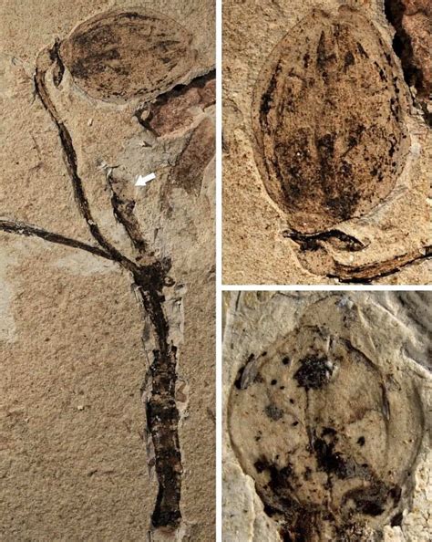 World's earliest flower fossils might untangle Darwin's 'abominable mystery'