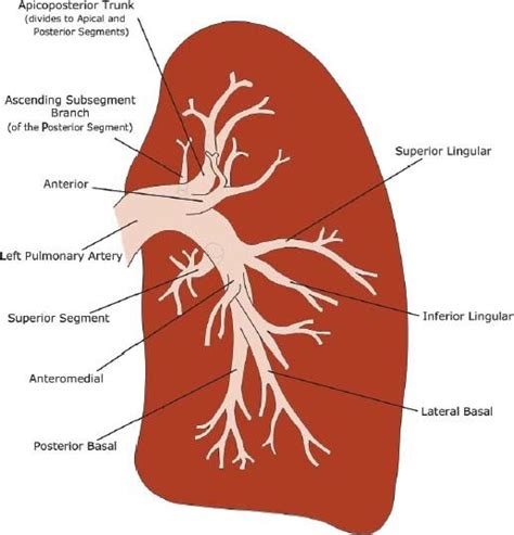 Anatomy | Anatomy, Radiology, Thorax