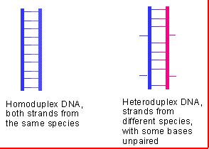 The Yale DNA Hybridization Scandal: Introduction