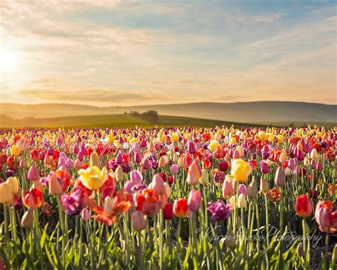 Tulip Field, Sunset Flower Field, Floral Landscape, Fine Art Print ...