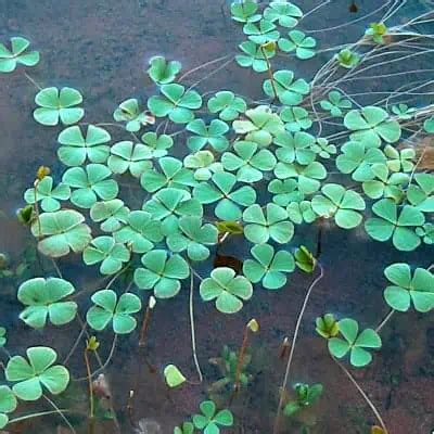 How to Plant & Grow Water Clover (Marsilea vestita/quadrifolia) - Pond Informer