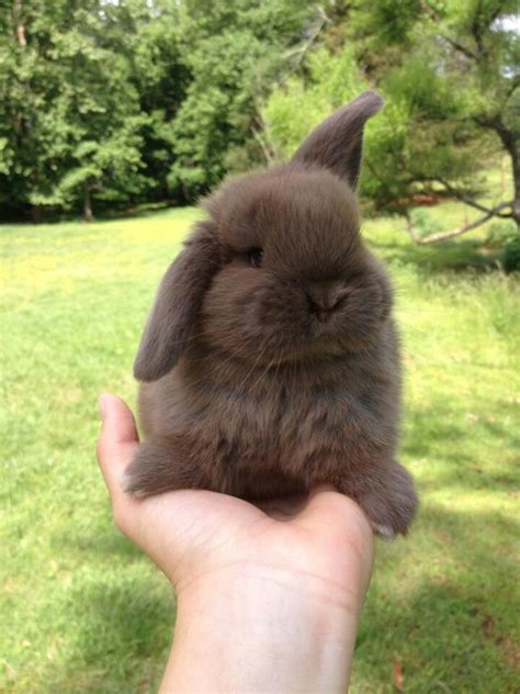 Our Holland Lop chocolate bunny, Mocha | Cute baby bunnies, Cute funny animals, Cute baby animals