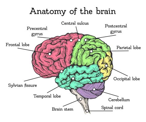 3 Main Parts of the 3 Pound Human Brain - CogniFit Blog: Brain Health News