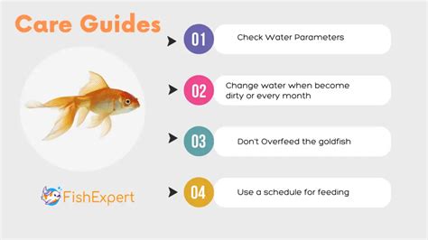 Goldfish 101 Care Guide: An In-depth Guide For Beginners