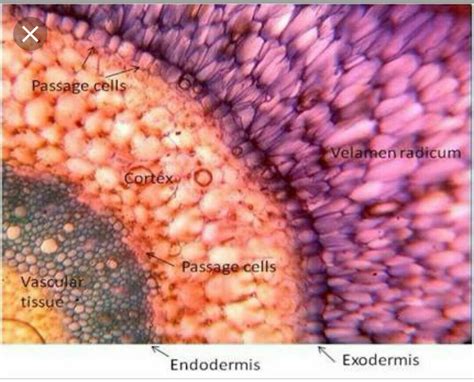 Velamen is a specialised tissue found in - Brainly.in