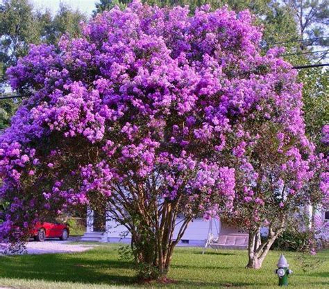 Lagerstroemia indica 'Catawba' | Crape Myrtle | 20 Seeds - Seeds