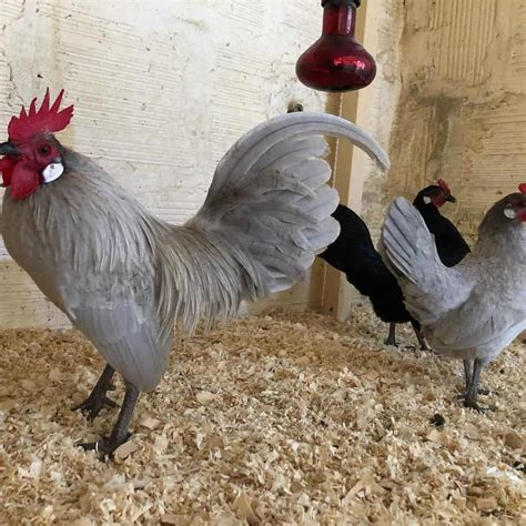 Dutch Bantam Chicken: Eggs, Temperament, Size & Raising Tips