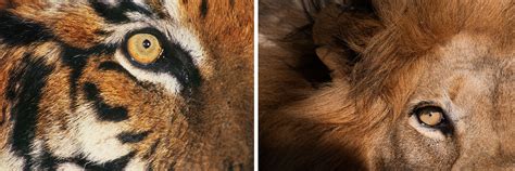 Eye Shape May Help Distinguish Predator From Prey - The New York Times