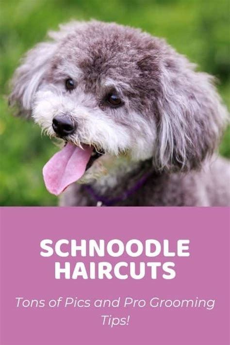 Top Maltipoo Haircuts (With Pictures) & DIY Grooming Tips