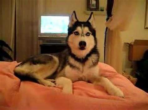 Mishka The Talking Husky *.* - r-pattz Photo (21733765) - Fanpop