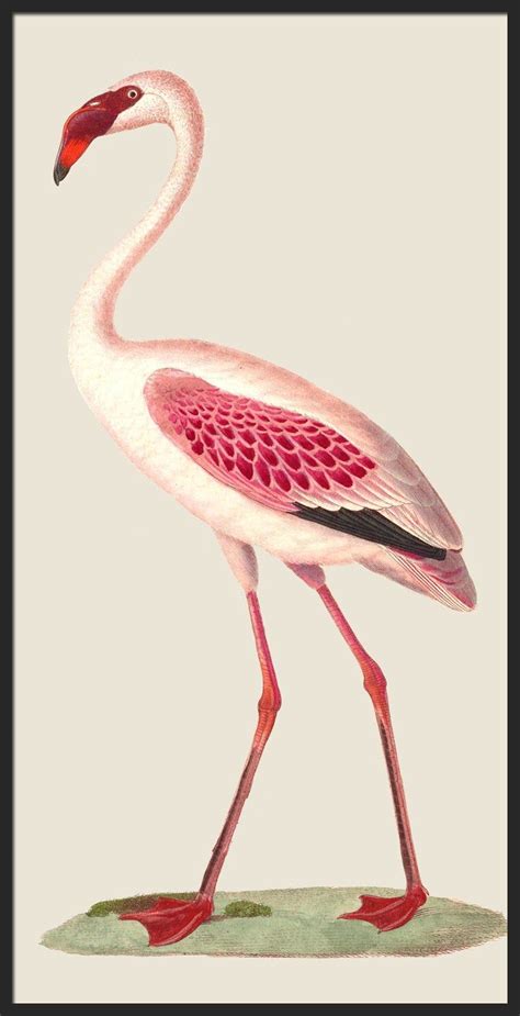 Pink Flamingo Print, Large Wall Art Decor, Bird Illustration Poster ...