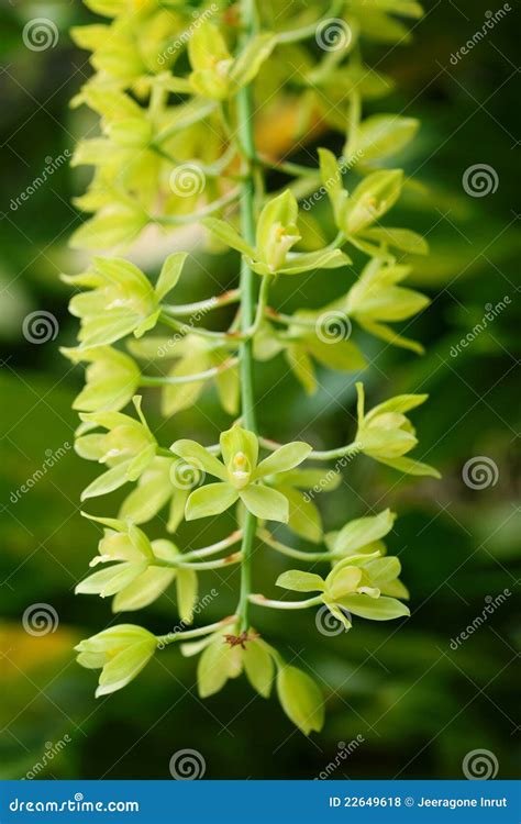 Green orchid flower stock photo. Image of bouquet, line - 22649618