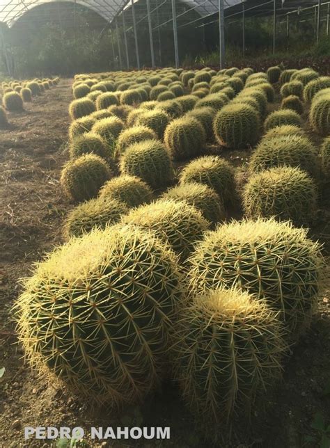 Echinocactus grusonii - Mexican seeds germinated inside greenhouses - Maricá farm BOTANICA POP 2017