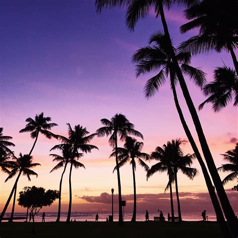 | palms | @crownedbeautique | vacation, palm trees, hawaii, paradise, gorgeous, beautiful, goals ...