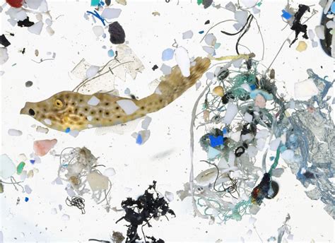 What are microplastics and what do they actually do? | Lifehack