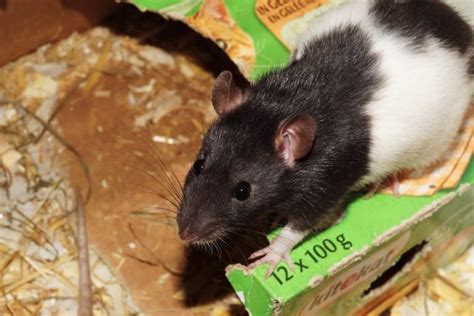 Best Rat Toys: 7 Types of Toys to Entertain Your Rats for Hours | Animallama