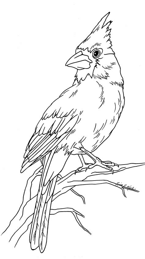 Cardinal Bird Drawing Outline ~ Handsome Cardinal | Boconcwasupt