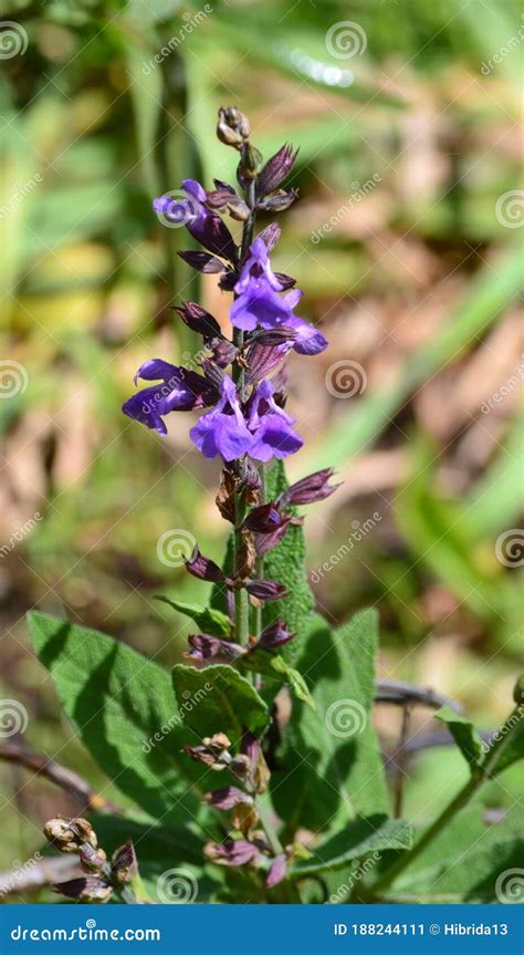 Fresh Common sage stock image. Image of officinalis - 188244111