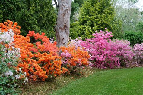 How To Build a Rainbow Garden - Great Garden Plants