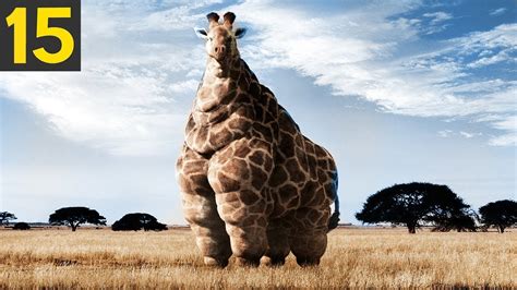 15 FATTEST Animals Ever Seen - YouTube