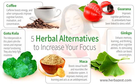 5 Herbal Alternatives to Increase Your Focus | HerbaZest