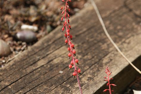 Gasteria flowers | Planting bulbs, Succulents, Flowers