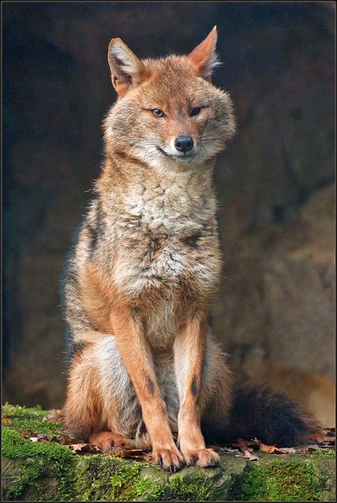 Golden Jackal or Common Jackal | The golden jackal (Canis au… | Flickr