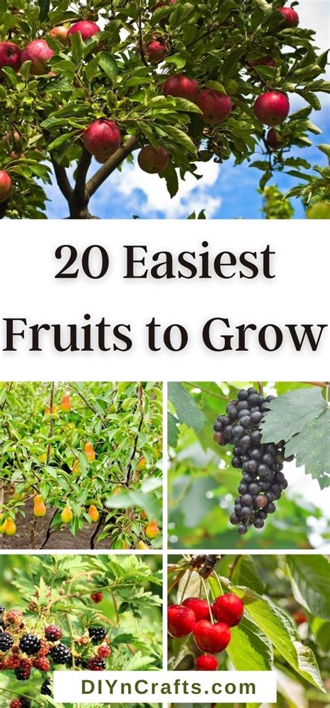 20 Easiest Fruits Anyone Can Grow [Beginner-Friendly Ideas] - DIY & Crafts