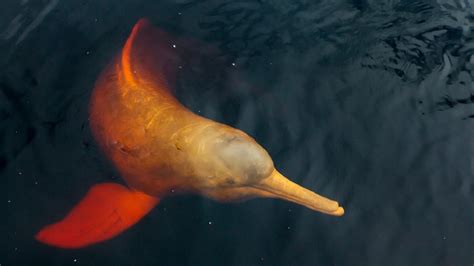 15 Interesting Pink River Dolphin Facts - Rainforest Cruises