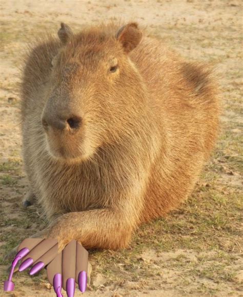 Capybara in 2022 | Capybara, Cute animals, Raccoon dog